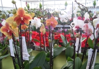 sardegna-vivaio-peterle-garden-fiori2