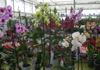 sardegna-vivaio-peterle-garden-fiori3