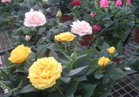 sardegna-vivaio-peterle-garden-rose