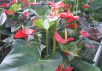 sardegna-vivaio-peterle-garden