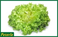 indivia riccia