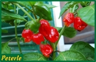 peperone habanero piccantissimo