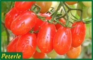 pomodoro datterino dolcissimo ibrido