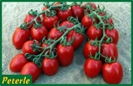 pomodoro datterino ibrido
