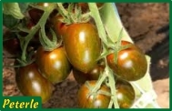 pomodoro datterino zebrato incannare ibrido