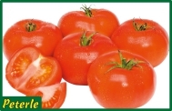 pomodoro insalataro grosso ibrido
