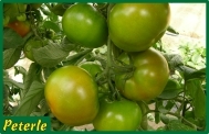 pomodoro insalataro incannare ibrido