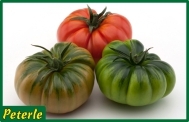 pomodoro marmande