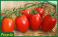 pomodoro rio grande ibrido
