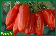 pomodoro san marzano ibrido
