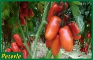 pomodoro san marzano incannare ibrido