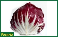 radicchio di chioggia tondo