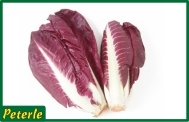 radicchio di treviso lungo