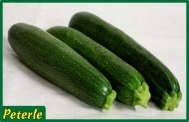zucchina verde ibrido